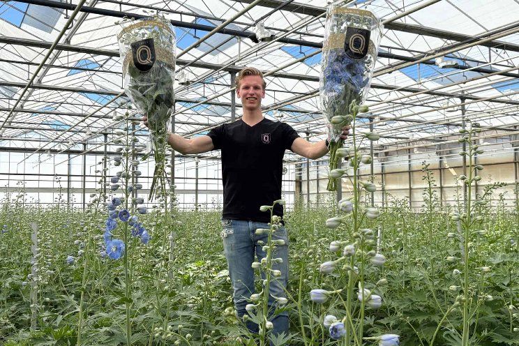 Qualily ambitieus met delphiniumteelt